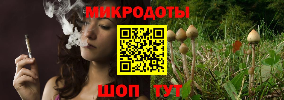 Псилоцибиновые грибы Psilocybe  Кингисепп  Галлюциногенные грибы прущие грибы 