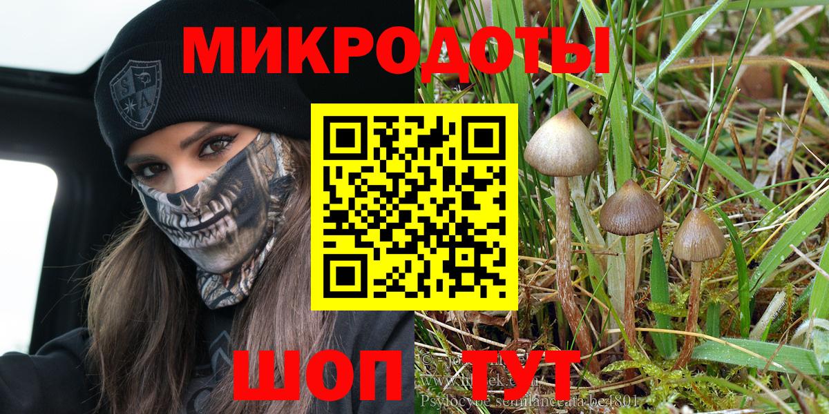 Галлюциногенные грибы Psilocybe Кингисепп